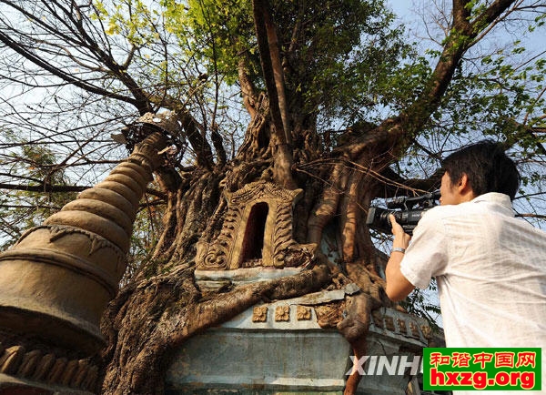 4月13日，一名男子用摄像机拍摄“树包塔”奇观。