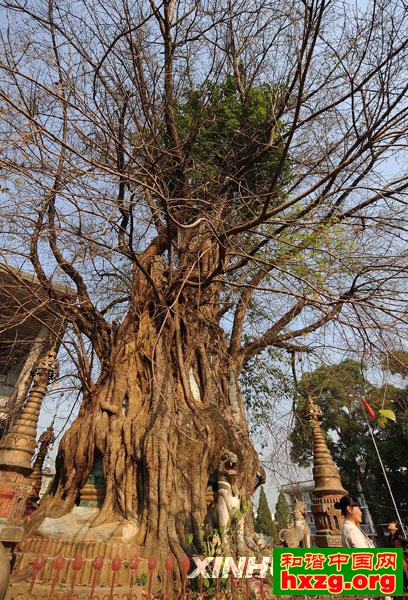 4月13日，游客在云南省德宏傣族景颇族自治州潞西市观看“树包塔”奇观。